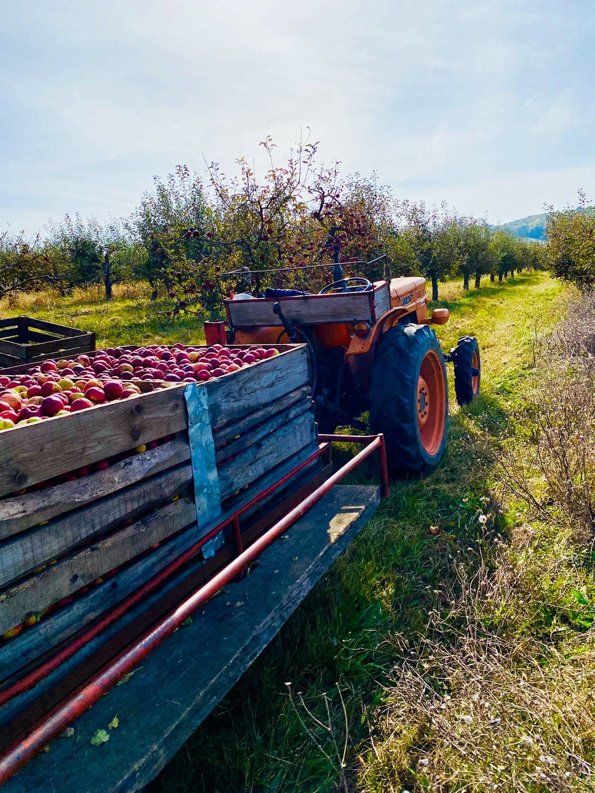 Remorcă plină cu lăzi de mere în livadă