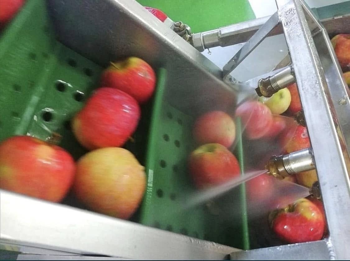 Mere spălate cu jet de apă pe banda de sortare